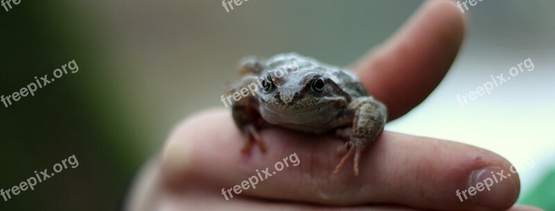 The Frog A Toad Free Photos