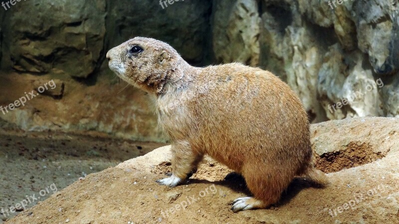 Prairie Dog Animal Sand Free Photos