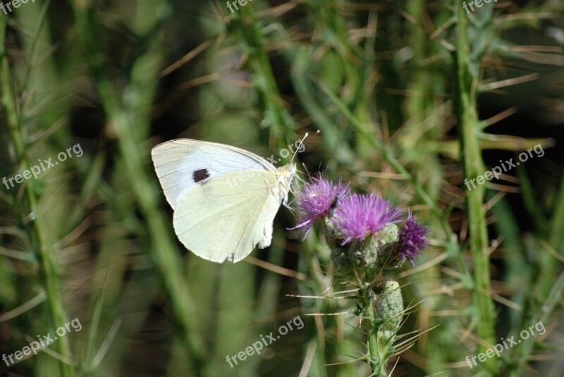 Butterfly Thorn Flower Nature Flowers