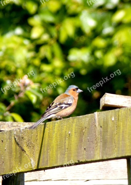 Bird Little Bird Garden Feathers Nature