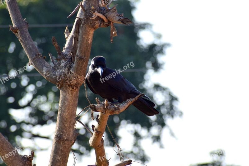 Bird Crow Black Animal Nature