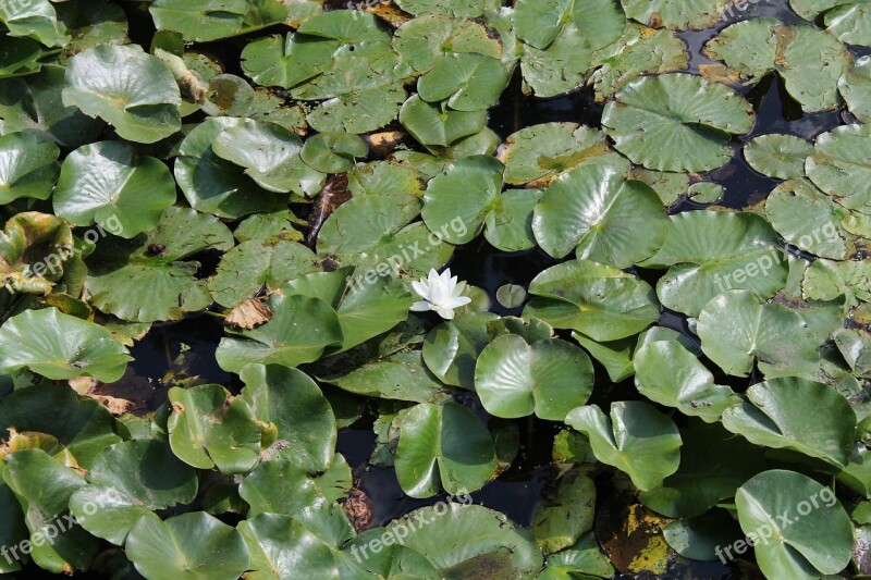 Lilly Pad Flower Leaves Free Photos