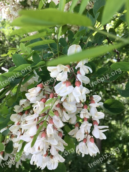 Acacia Summer Tree Flowering Nature