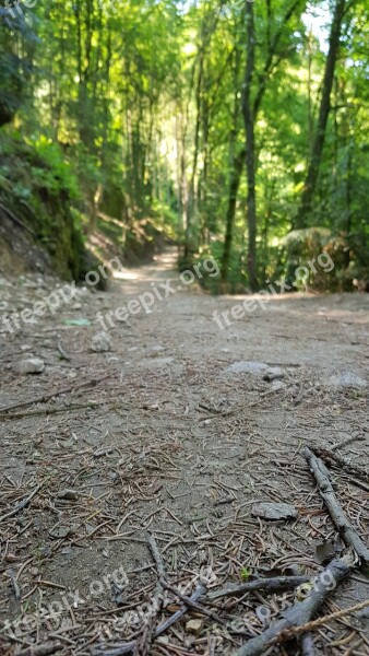 Wood Nature Tree Background Leaf