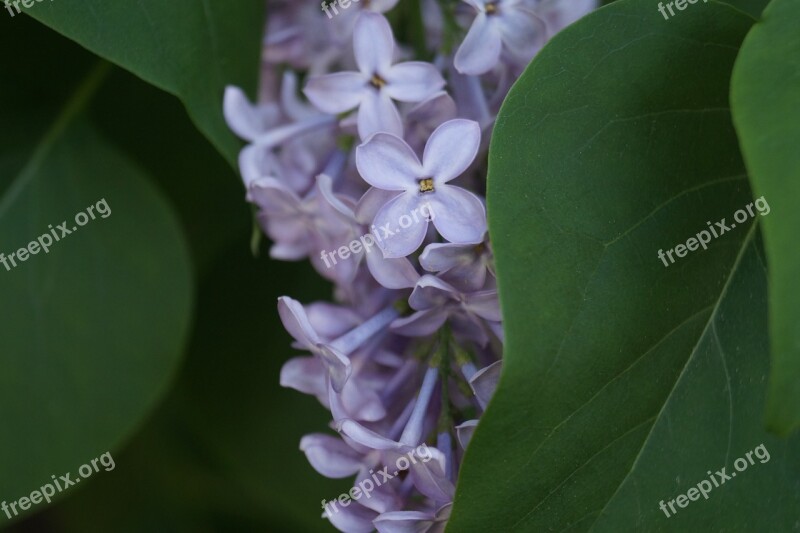 Lilac Purple Hell Close Up Leaves