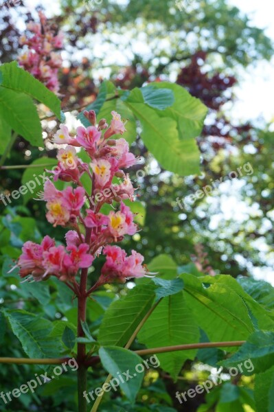 Chestnut Blossom Bloom Pink Nature