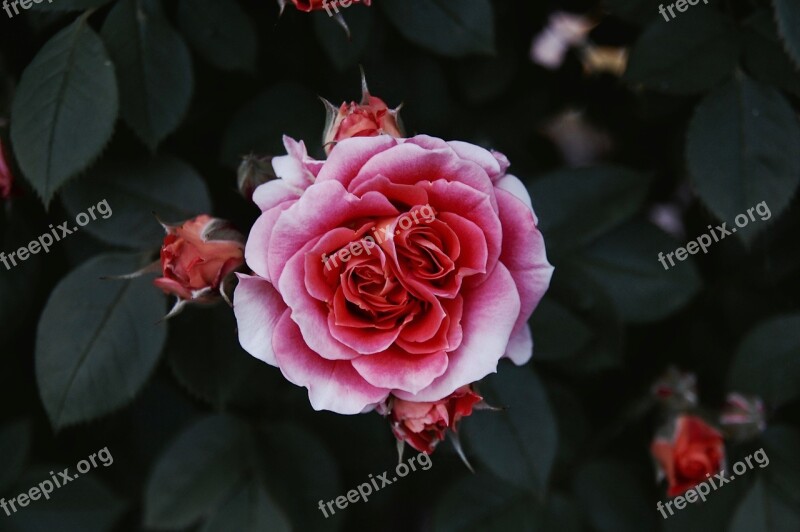 Rosa Nature Leaves Flower Garden