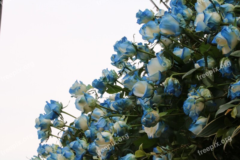 Rose Rose Festival Garden Nature Flowers