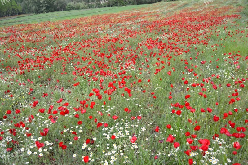 Papaver Rhoeas Garden Dirt Flower Free Photos