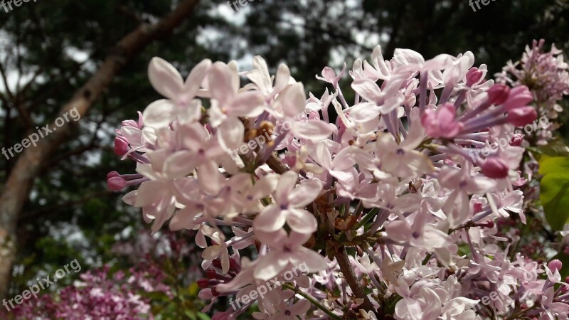 Spring Wood Flowers Lilac Lilac White Flower