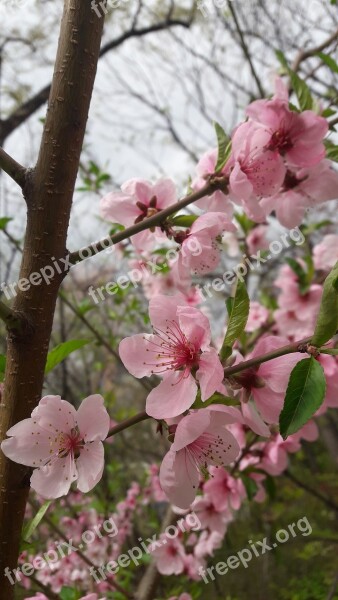 Spring Wood Flowers Cherry Blossom Plants