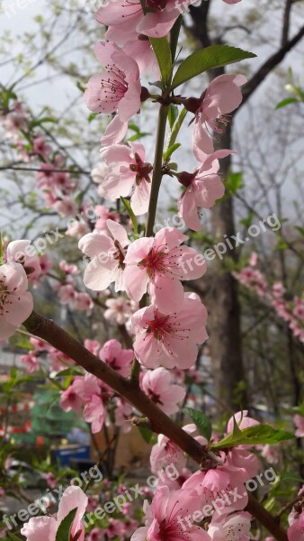 Spring Wood Flowers Cherry Blossom Plants