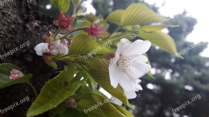 Spring Wood Flowers Cherry Blossom Plants