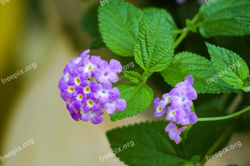 Nature Flower Plant Garden Leaf