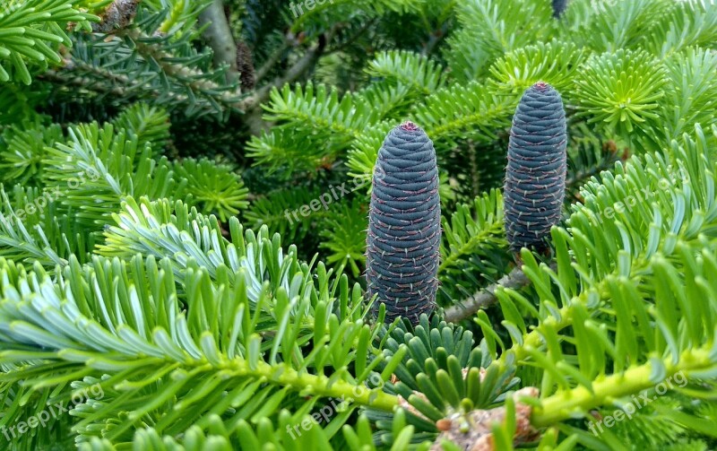 Spring Spruce Pine Cone Poland Tree