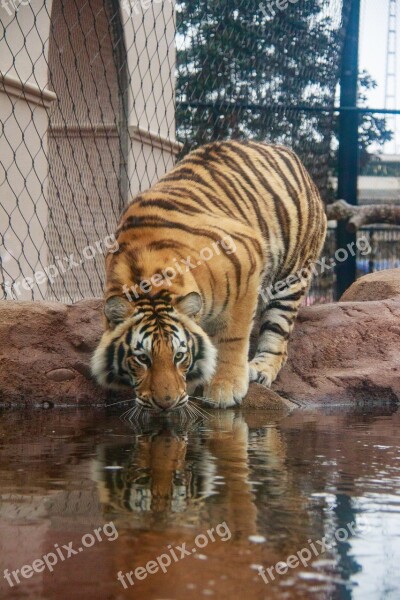 Tiger Reflection Cat Siberian Bengal