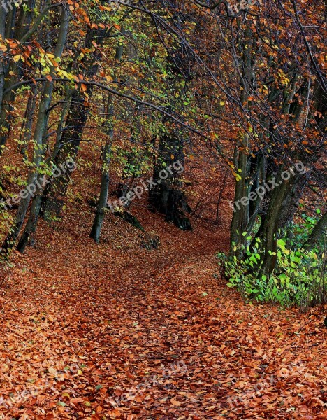 Forest Autumn Foliage Autumn Gold Nature