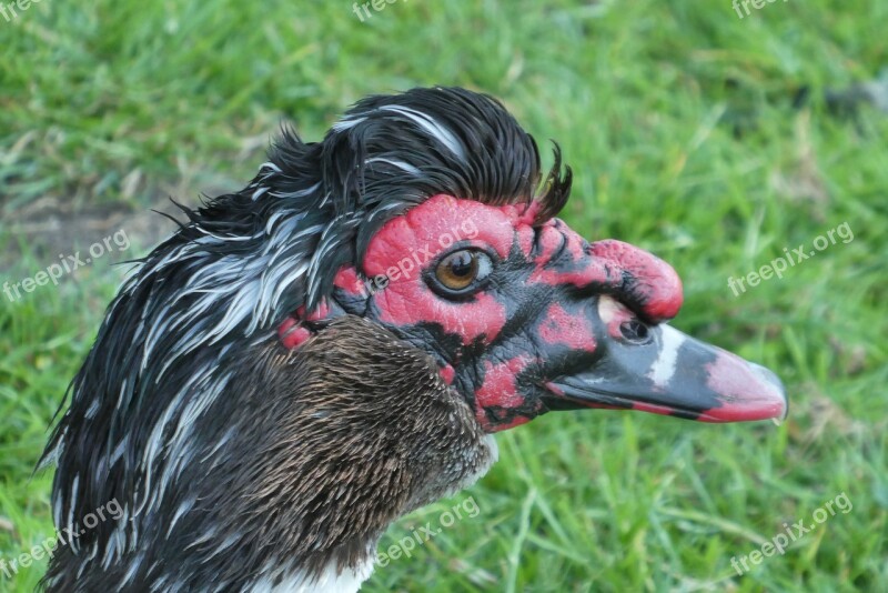 Muscovy Duck Black Ducks Water Birds Nature