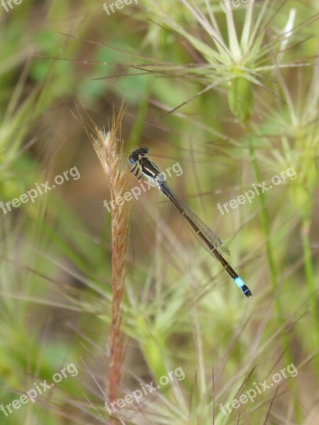 Dragonfly Damselfly Ischnura Elegans Llantió Nansat Libelulido