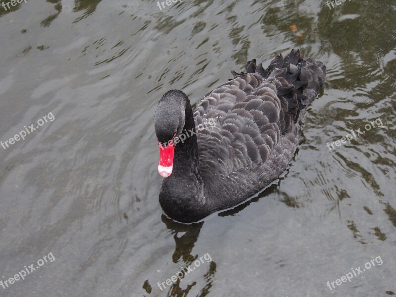 Black Swan Swan Water Lake Water Bird