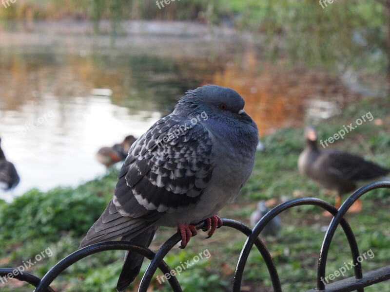 Dove Sit Poultry Bird Animal