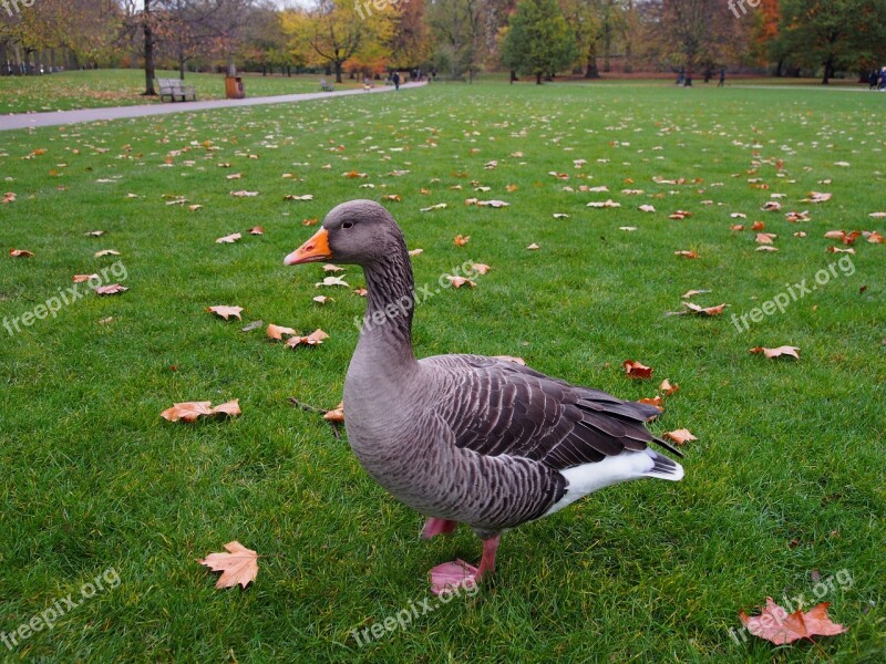 Goose Greylag Goose Water Bird Bird Poultry