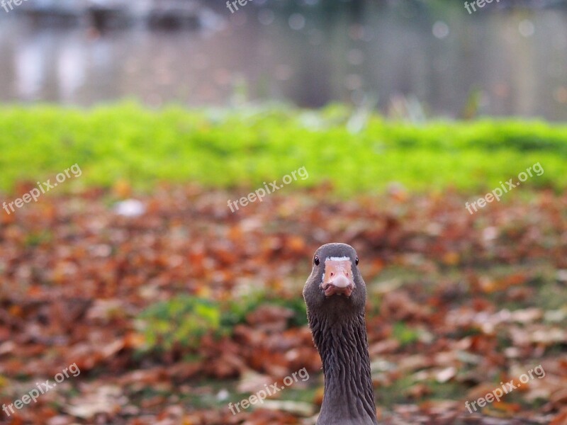 Goose Geese Head Animal Poultry Water Bird