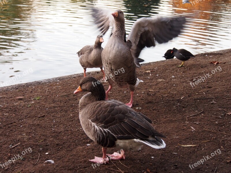 Geese Flying Wild Goose Birds Wild Geese