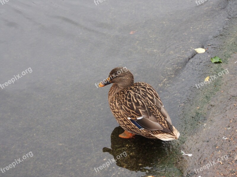 Duck Bird Water Bird Animal Mallard