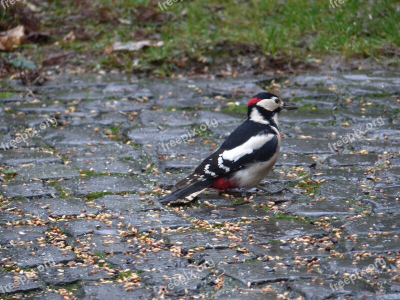 Great Spotted Woodpecker Bird Woodpecker Garden Foraging