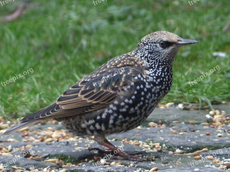 Star Bird Plumage Songbird Nature