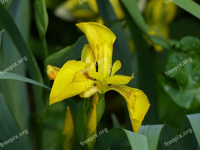 Lily Flower Blossom Bloom Close Up