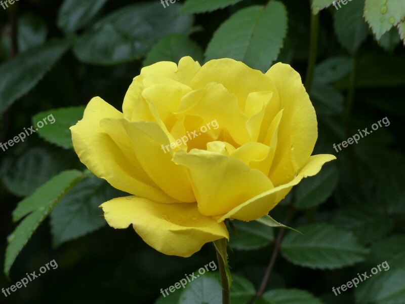 Rose Yellow Rose Blooms Yellow Flowers Rose Yellow