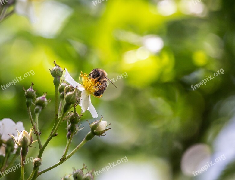 Bee Wild Rose Blossom Bloom Nectar