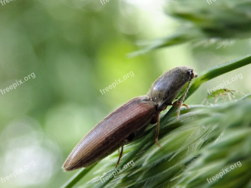 Beetle Insect Macro Brown Beetle Nature