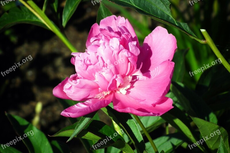 Flower Peony Pink Spring Closeup