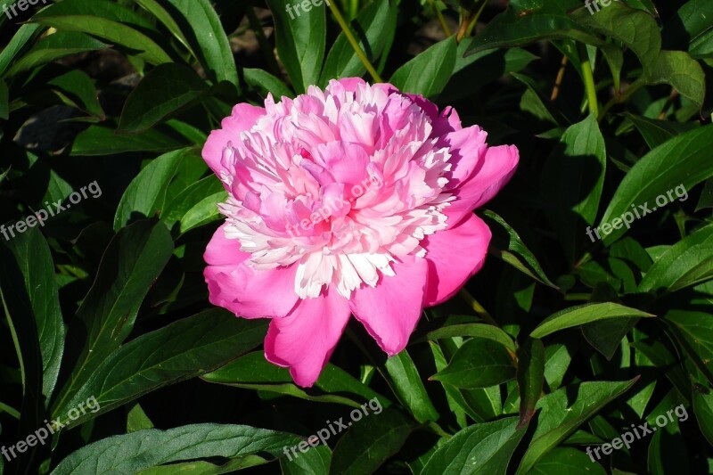 Flower Peony Pink Spring Garden