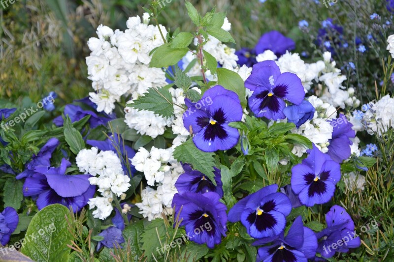 Flowers Thoughts Blue Flower Thought Nature Flowering