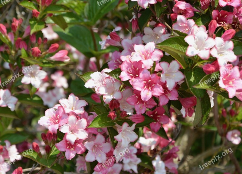 Flowers Flowers Flowers Flora Spring-flowering Flowering