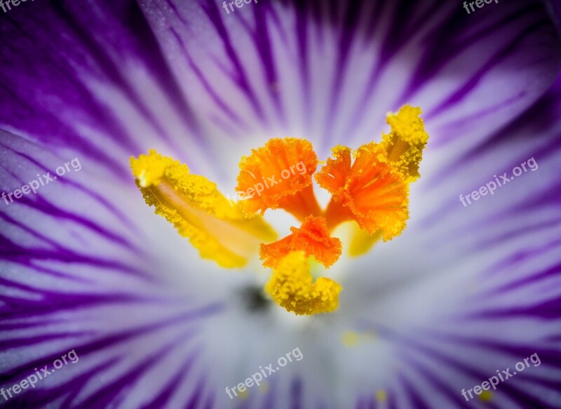 Krokus Flower Inside A Flower Pollen Nectar