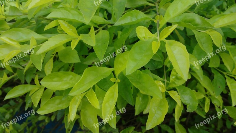 Nice Nature Leaf Flora Growth Nature