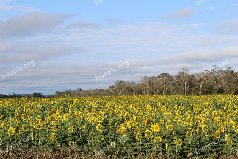 Sunflower Soy Rural Yellow Flowers