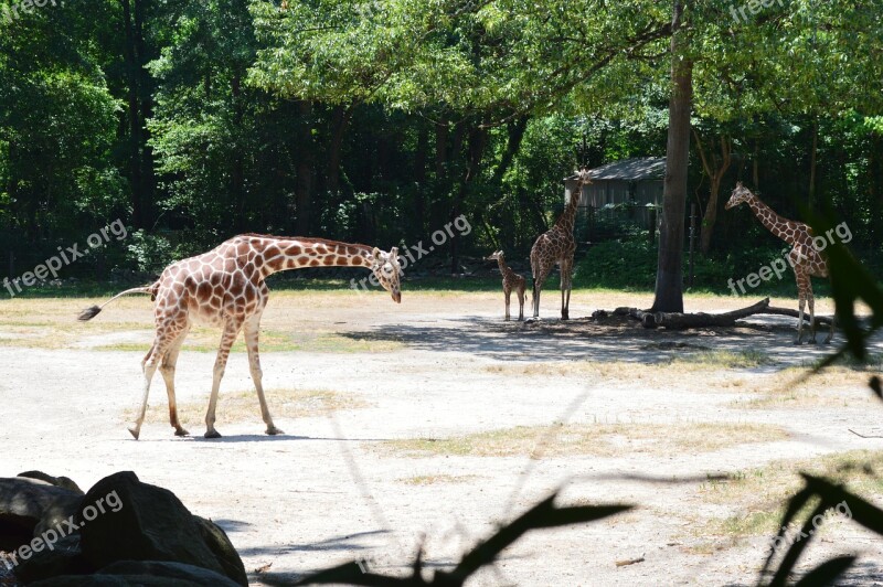 Giraffes Baby Zoo Sc Riverbanks