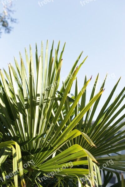 Palm Tree Palm Leaf Tropical California San Francisco