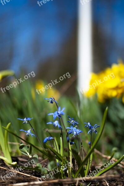 Spring Flower Spring Flower Spring Plant Yellow