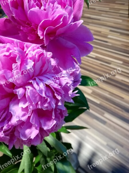 Peony Pink Blossom Romantic Fresh