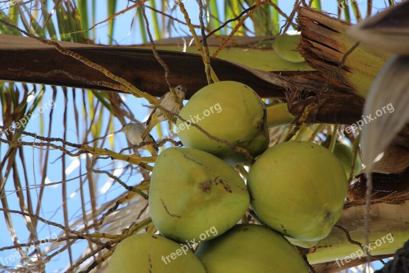 Nature Coco Coconut Tree Free Photos