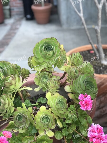 Succulents Flower Flora Nature Leaf