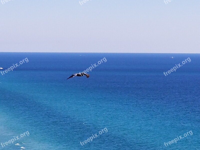 Pelican In Flight Blue Oceans Panama City Beach Florida Free Photos