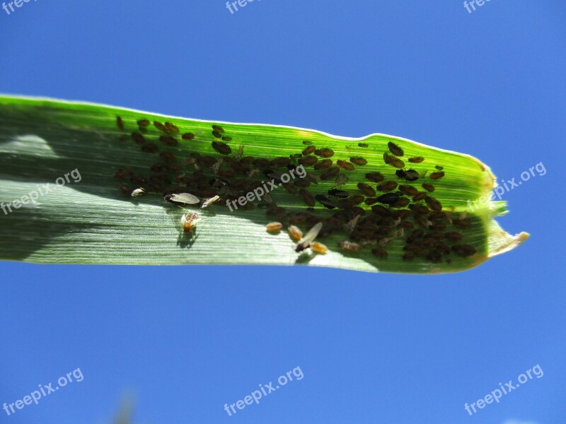 Aphids Pest Bug Agriculture Free Photos